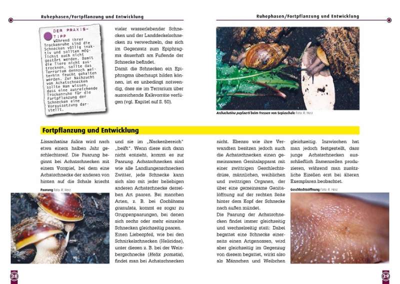 Preview: Die Afrikanische Riesenschnecke